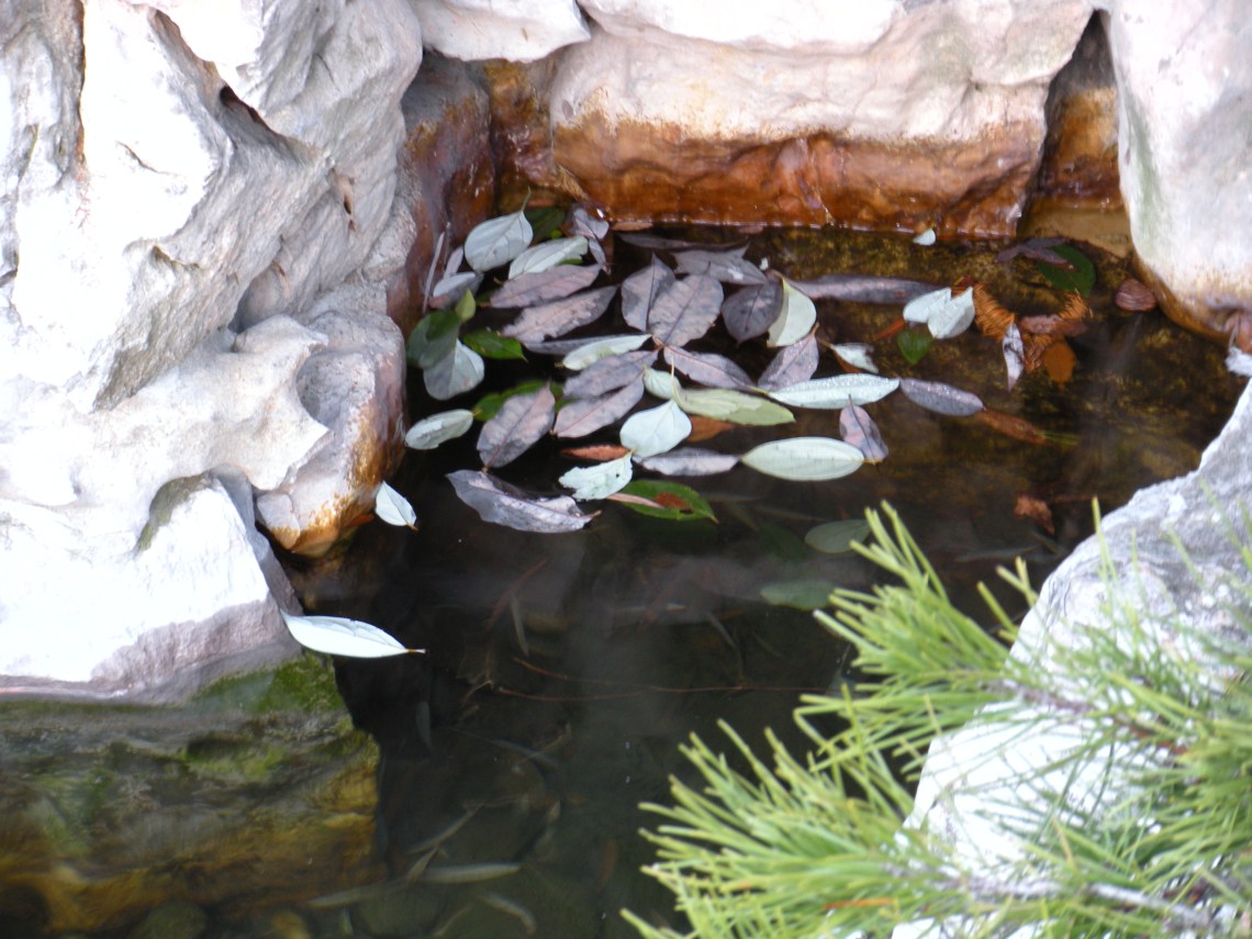 Leaves gathered like small fish in the pond. J.Paradisi 2009