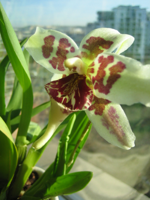 J.Paradisi photo February 3, 2009