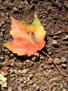 autumn leaf2009 039 I found the first leaf of fall (2009) photo: JParadisi