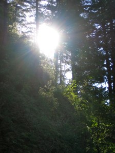 Sun flare photo by jparadisi